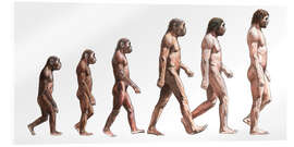 Akryylilasitaulu human evolution