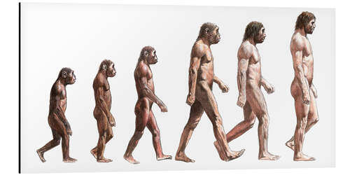 Alubild die menschliche Evolution