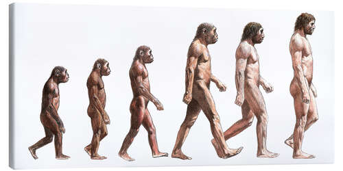 Canvas print human evolution