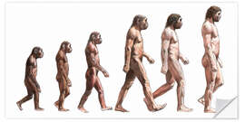 Wall sticker human evolution