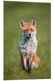 Acrylglasbild Red fox