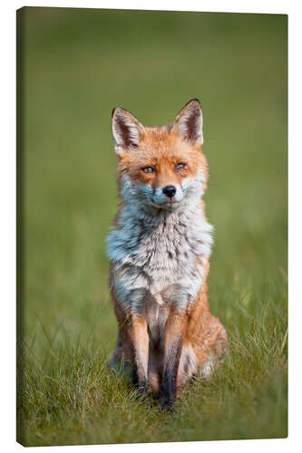 Canvas-taulu Red fox