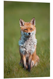 Foam board print Red fox