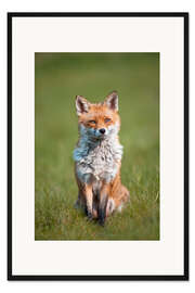 Gerahmter Kunstdruck Red fox
