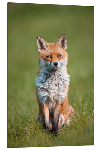 Gallery print Red fox