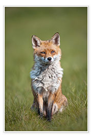 Print  Red fox - P. Marazzi