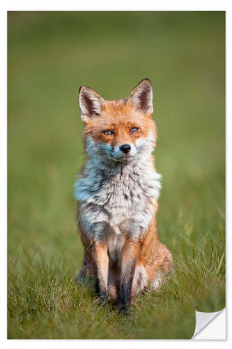 Naklejka na ścianę Red fox