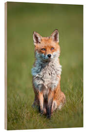 Wood print Red fox