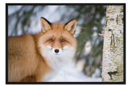 Gerahmter Kunstdruck Red fox in the snow