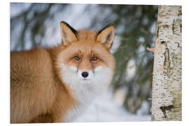 Tableau en PVC Renard roux dans la neige