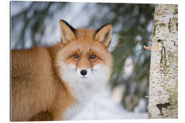 Gallery print Red fox in the snow