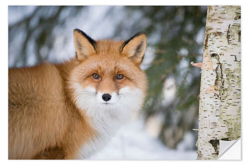 Naklejka na ścianę Red fox in the snow