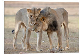 Aluminium print African lions showing affection