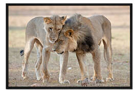 Gerahmter Kunstdruck African lions showing affection