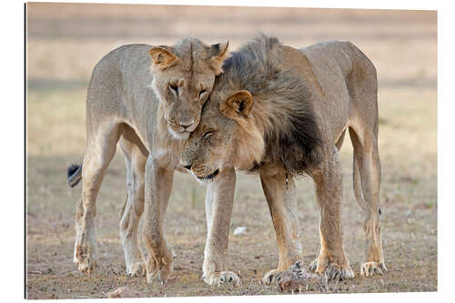 Galleritryck African lions showing affection