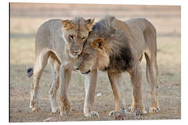 Magnettafel African lions showing affection
