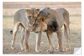 Naklejka na ścianę African lions showing affection