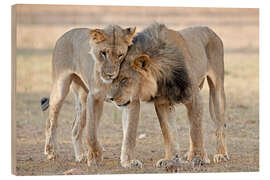 Quadro de madeira African lions showing affection