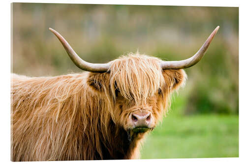 Akrylbilde Highland cow