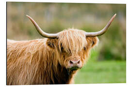 Aluminium print Highland cow