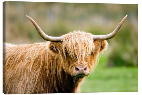 Quadro em tela Highland cow