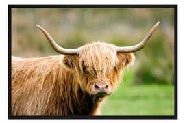 Gerahmter Kunstdruck Hochland Rind