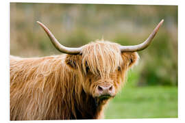 Foam board print Highland cow