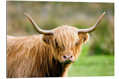 Galleriprint Highland cow