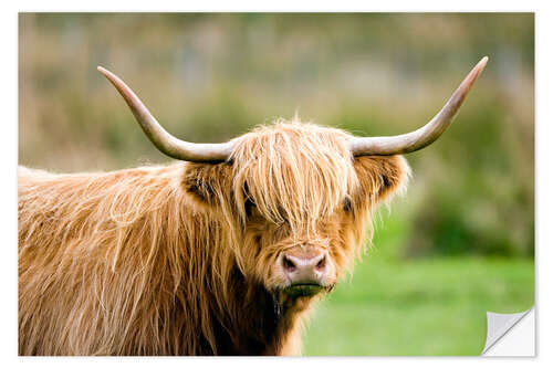 Vinilo para la pared Highland cow