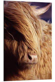 Aluminium print Scottish highlander