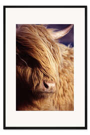 Gerahmter Kunstdruck Hochlandrind mit Föhnfrisur