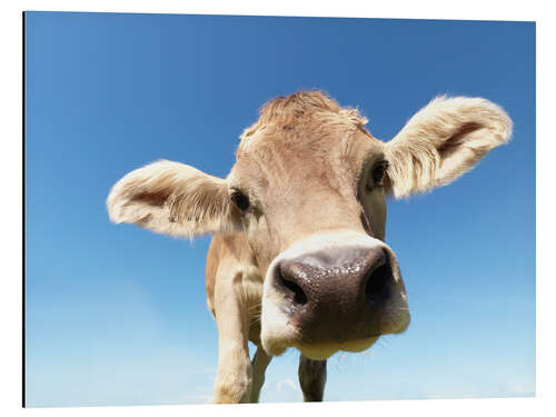Alumiinitaulu curious cow