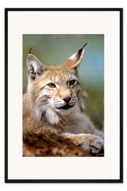 Gerahmter Kunstdruck Europäischer Luchs