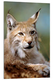 Gallery print European lynx