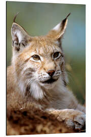 Magnettafel Europäischer Luchs