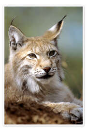 Wall print  European lynx - Louise Murray