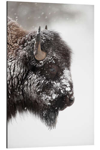 Alubild Bison im Schnee