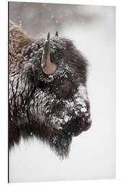 Aluminium print Bison in the snow