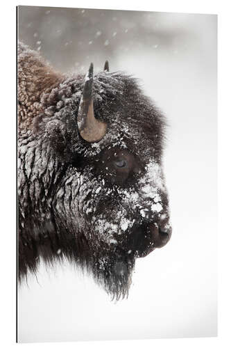 Gallery print Bison in the snow