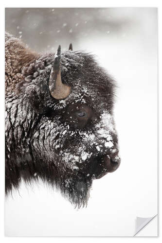 Naklejka na ścianę Bison in the snow