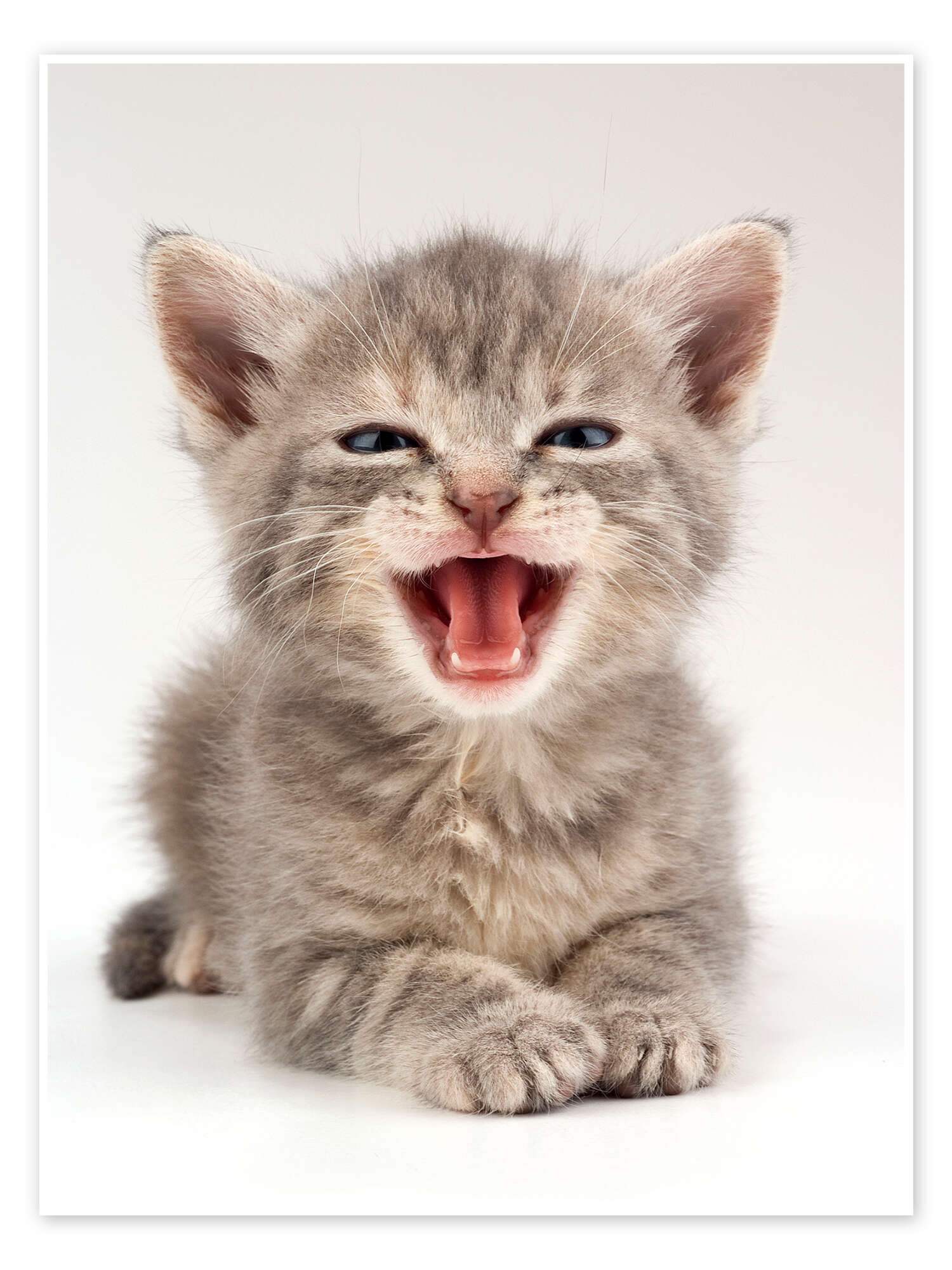 75+ Cute Cat Names That Will *All* Become Your Favorite - DodoWell - The  Dodo