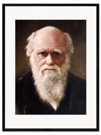 Innrammet kunsttrykk Charles Darwin, 1881