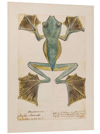 Foam board print Rhacophorus tree frog