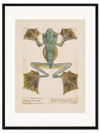 Gerahmter Kunstdruck Rhacophorus-Baumfrosch