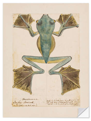 Wall sticker Rhacophorus tree frog