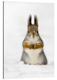 Aluminium print Red squirrel in snow