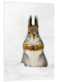 Foam board print Red squirrel in snow