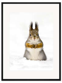 Gerahmter Kunstdruck Rotes Eichhörnchen im Schnee