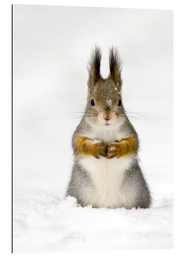 Gallery Print Rotes Eichhörnchen im Schnee