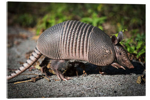 Acrylic print Armadillo crosses the street